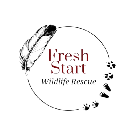 Fresh Start Wildlife Rescue | Massachusetts Wildlife Rehabilitation